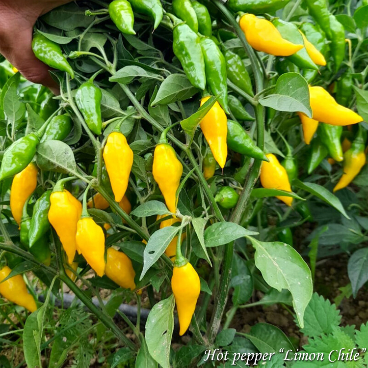 Terav pipar "Limon Chile"